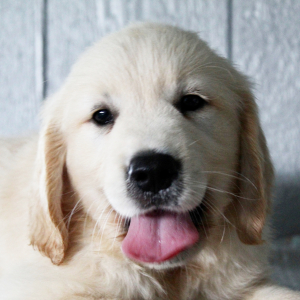 Golden Retriever Puppy Keith