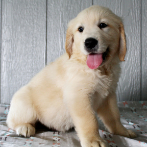 Golden Retriever Puppy Keith
