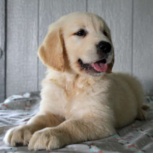 Golden Retriever Puppy Keith