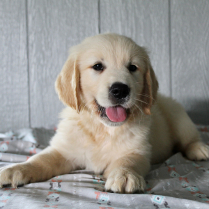 Golden Retriever Puppy Keith