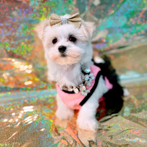 Maltipoo Puppy Bella Mia