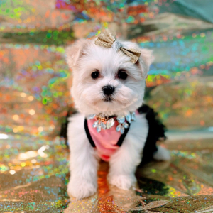 Maltipoo Puppy Bella Mia