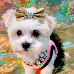 Maltipoo Puppy Bella Mia