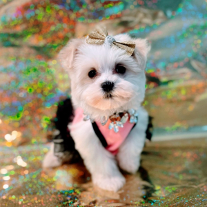 Maltipoo Puppy Bella Mia