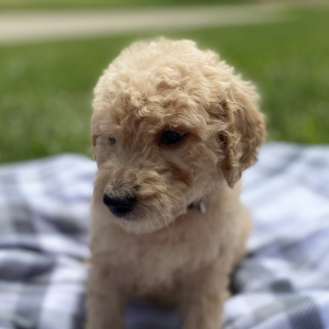 Goldendoodle Puppy Yasir