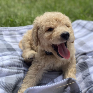 Goldendoodle Puppy Yasir