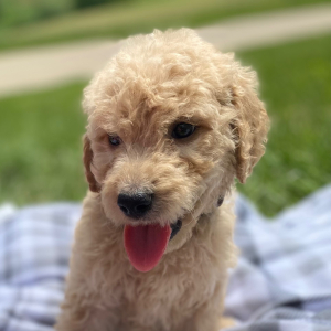 Goldendoodle Puppy Yasir