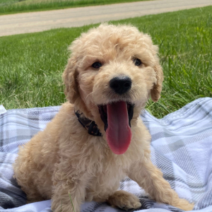 Goldendoodle Puppy Yasir