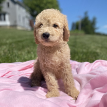 Goldendoodle Puppy Yasir
