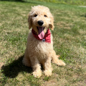 Goldendoodle Puppy Yasir
