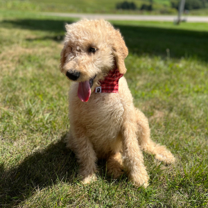 Goldendoodle Puppy Yasir