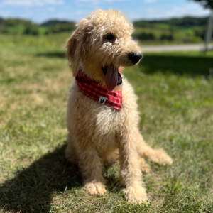 Goldendoodle Puppy Yasir