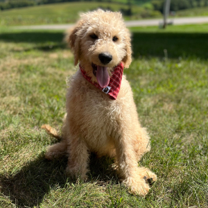 Goldendoodle Puppy Yasir