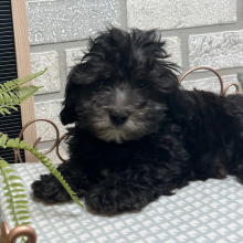 Cockapoo Puppy Tank