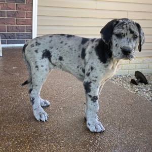 Great Dane Puppy Skye