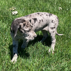 Great Dane Puppy Skye