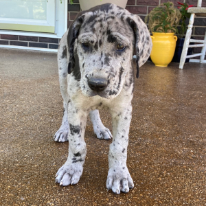 Great Dane Puppy Skye
