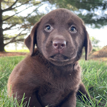Labrador Retriever Puppy Gertie