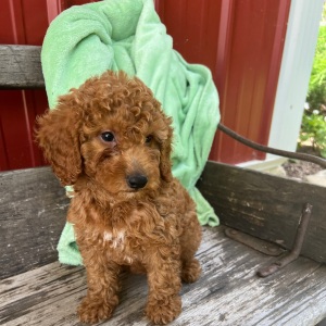 Goldendoodle Puppy Lulu
