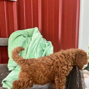 Goldendoodle Puppy Lulu