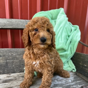 Goldendoodle Puppy Lulu