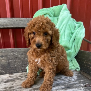 Goldendoodle Puppy Lulu