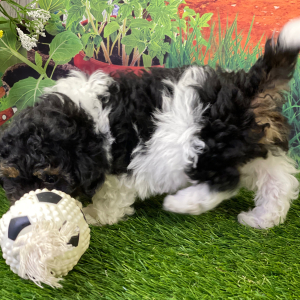Shihpoo Puppy Higgs