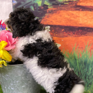 Shihpoo Puppy Higgs