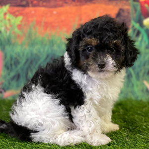 Shihpoo Puppy Higgs