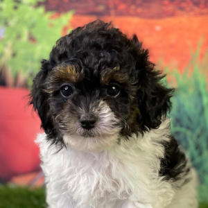 Shihpoo Puppy Higgs