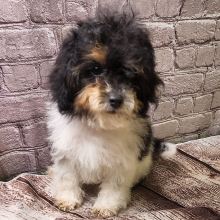 Shihpoo Puppy Higgs