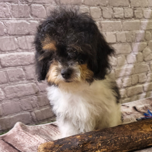 Shihpoo Puppy Higgs
