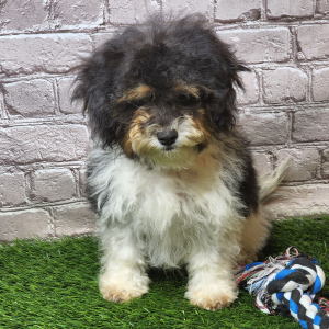 Shihpoo Puppy Higgs