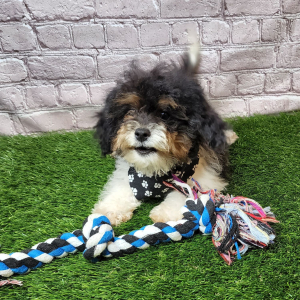 Shihpoo Puppy Higgs