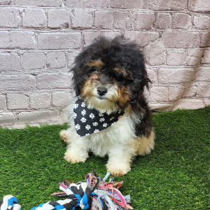 Shihpoo Puppy Higgs