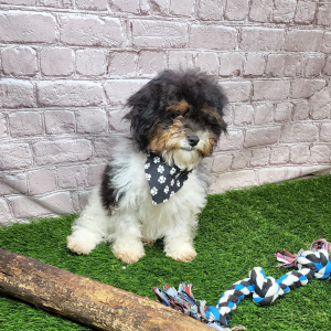 Shihpoo Puppy Higgs