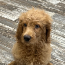 Goldendoodle Puppy Keaton