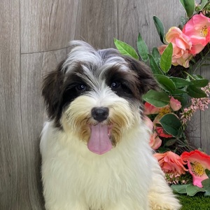 Havanese Puppy Gabe