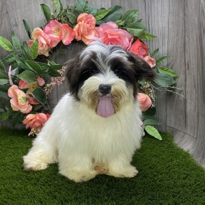 Havanese Puppy Gabe