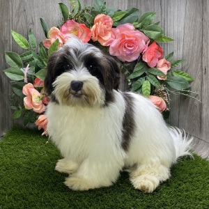 Havanese Puppy Gabe