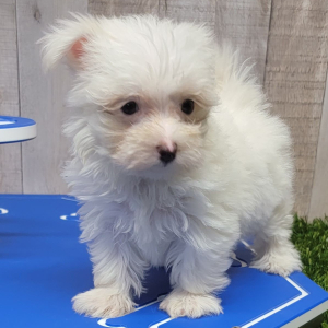 Maltese Puppy Erika