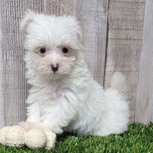 Maltese Puppy Erika