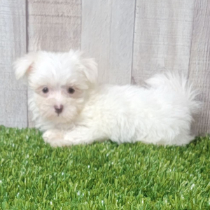 Maltese Puppy Erika