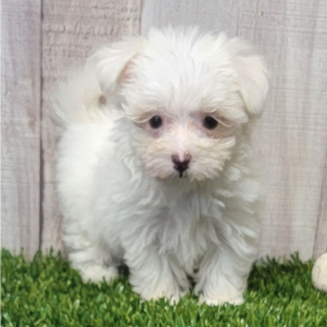 Maltese Puppy Erika