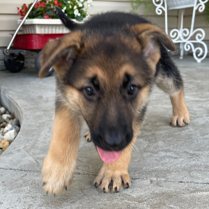 German Shepherd Dog Puppy Zena