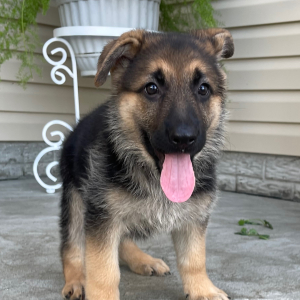German Shepherd Dog Puppy Zena