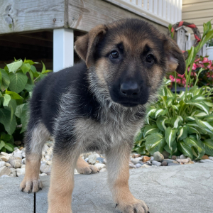 German Shepherd Dog Puppy Zena