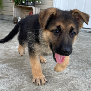 German Shepherd Dog Puppy Zena