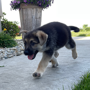 German Shepherd Dog Puppy Amy