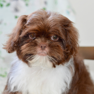 Shih Tzu Puppy Cora